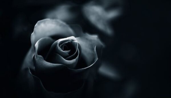 Ein schwarz-weißes Foto einer einzelnen, dunklen Rose, die sich gegen einen tiefschwarzen Hintergrund abhebt. Das Bild kann ein Symbol für Trauer darstellen.